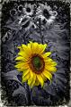 968 - SUNFLOWERS - COLEMAN BRIAN - wales